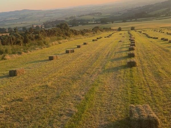 Hay - Main image