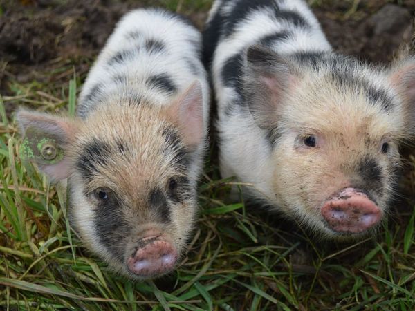 Kunekune piglets, full symbol Organic - Main image