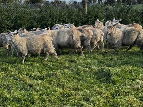 Store lambs - Main image