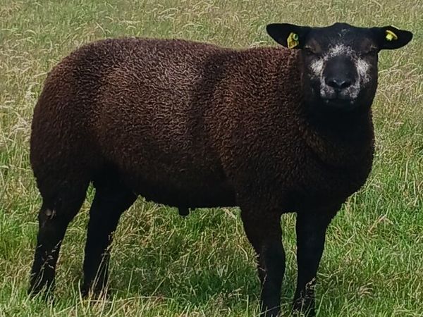 Blue Texel Rams - Main image