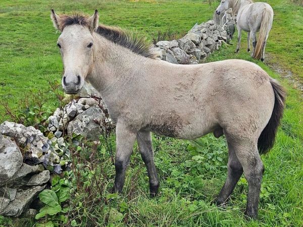 Connemara Colt Foal - Main image