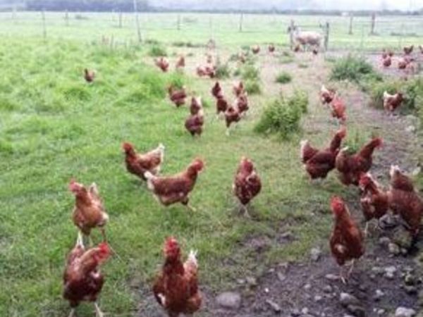 Lohmann Brown Hens For Sale - Main image