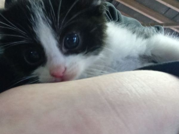 Kittens, 1 kitten left (black and white) - Main image