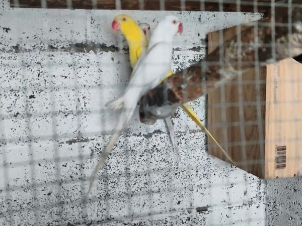 Indian Ringneck & Lovebirds Pairs - Main image