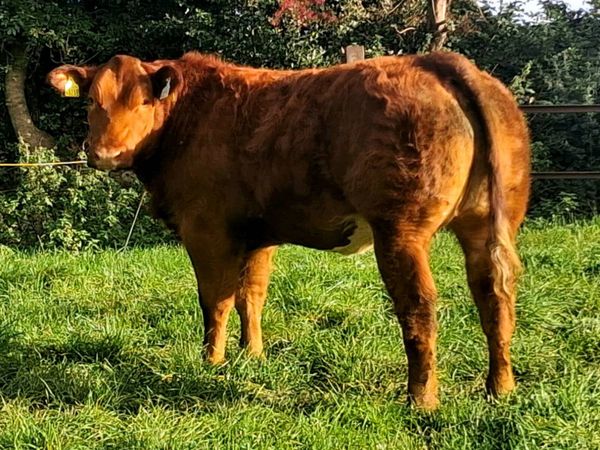 Show type heifers - Main image