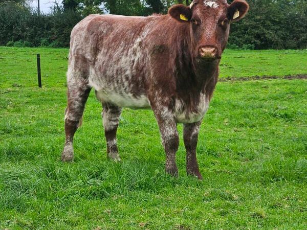 2 x Shorthorn sucklers(puredred unregistered) - Main image