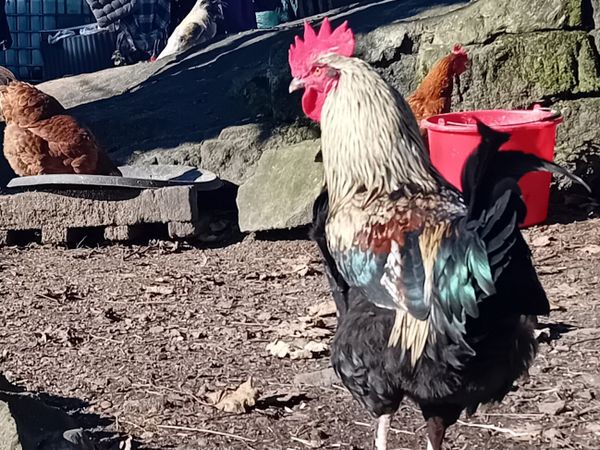 Foreign imported roosters - Main image