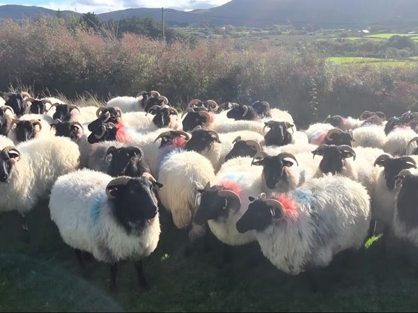 containers for sale mayo | 70 Farming Ads For Sale in Ireland | DoneDeal