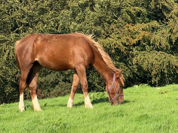 Yearling cob/draft - Main image