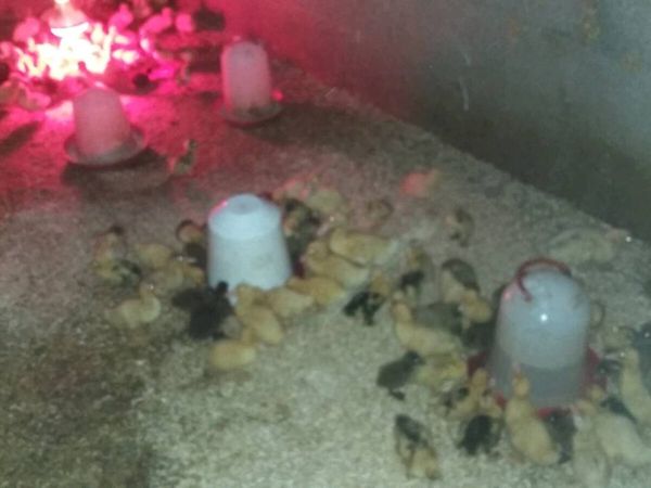 Ducklings/Hens /pullets/ chicks/pigeons - Main image