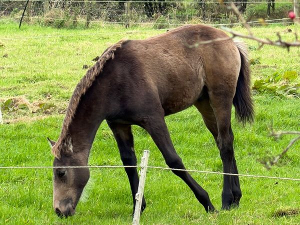Dun colt foal - Main image