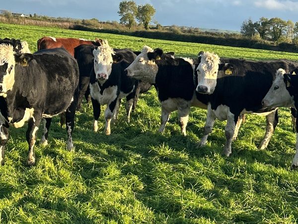 Wh/AA incalf heifers - Main image