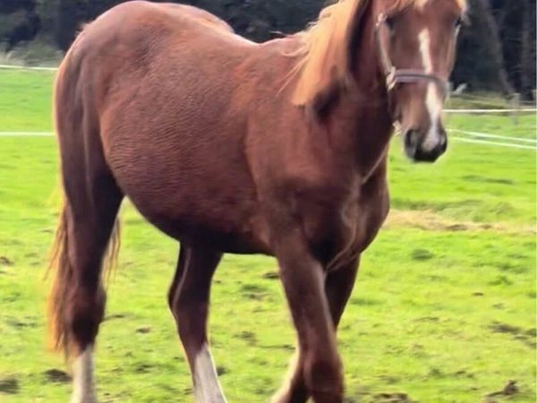 Yearling cob/draft - Main image