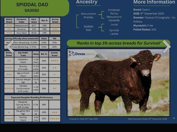 livestock - Main image