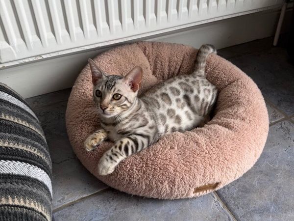 Bengal kitten - Main image