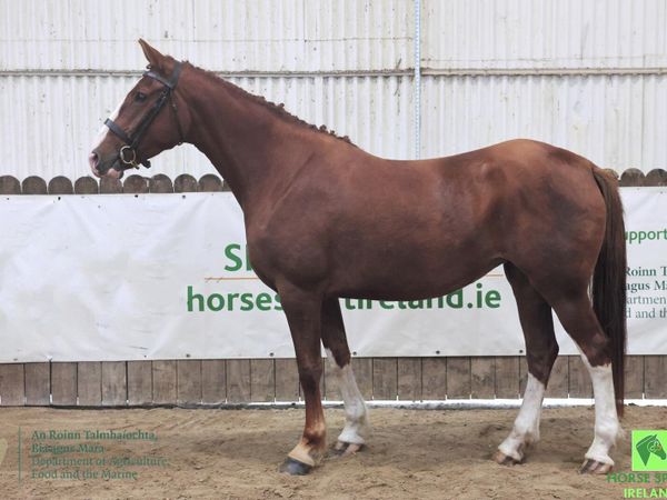 Class 1 5 year old irish draught mare - Main image
