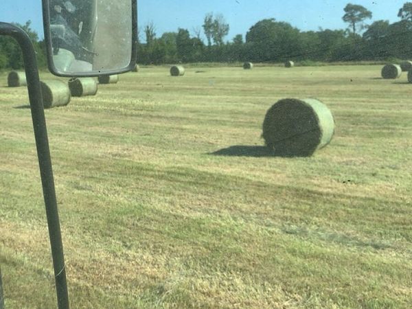 2026 green hay - Main image