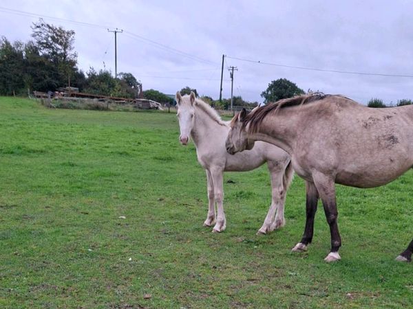 Cremello filly foal - Main image
