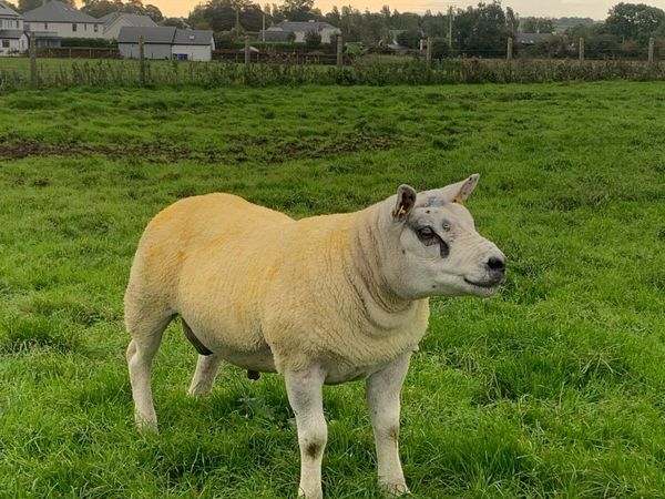 🏆Hogget ram 🏆 - Main image