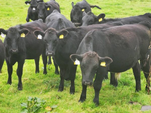 Angus Heifers - Main image