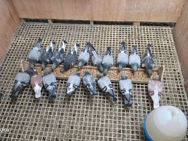 Racing pigeons stock - Main image