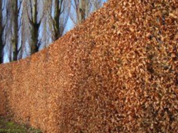 Hedging - Main image