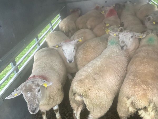 Ewe lambs - Main image