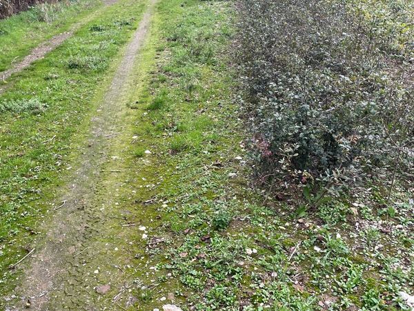 Hedging - Main image