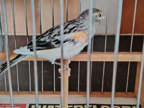 Canaries and Equipment for sale - Main image