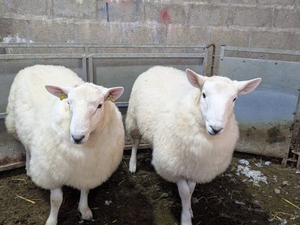 Wicklow Cheviot & Perth Ram Lamb - Main image
