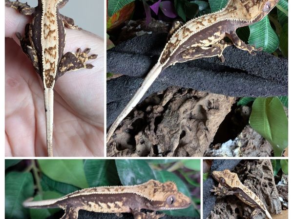 Crested Gecko - Main image