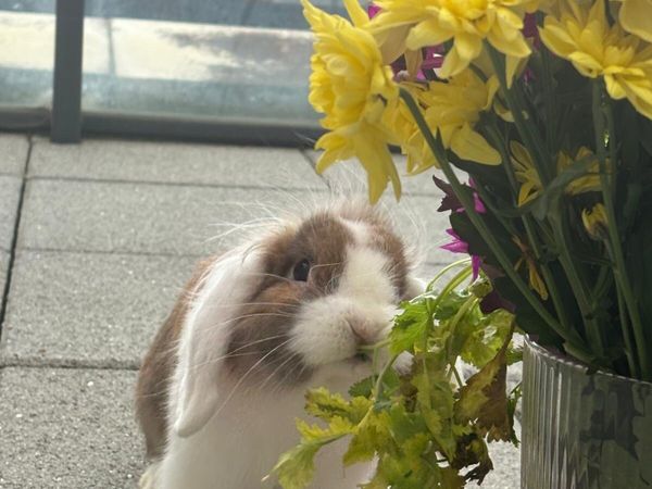 CASHMERE LOP RABBIT - Main image