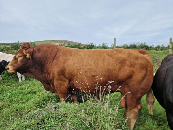 Bull - Main image