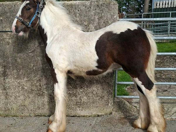 Cob Colt Foal - Main image