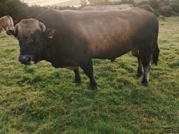 Bull for sale - Main image