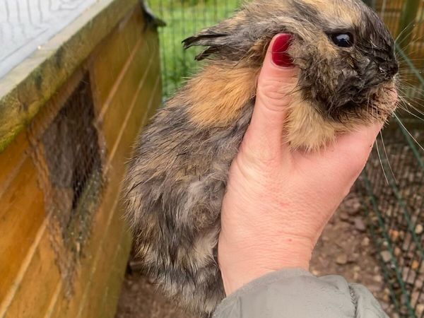 8 week old mixed breed rabbits - Main image