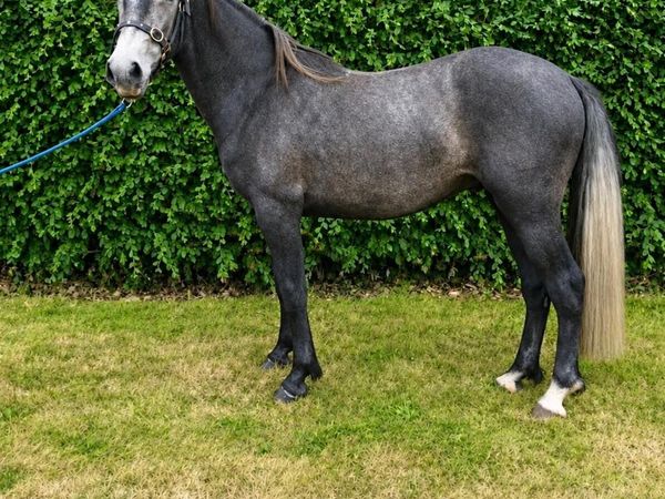 Registered 2 year old Connemara gelding - Main image