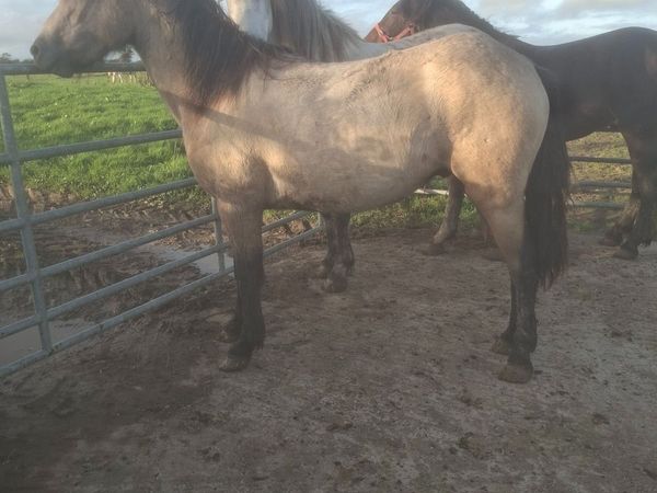 2 Year Old Dun Connemara Gelding - Main image