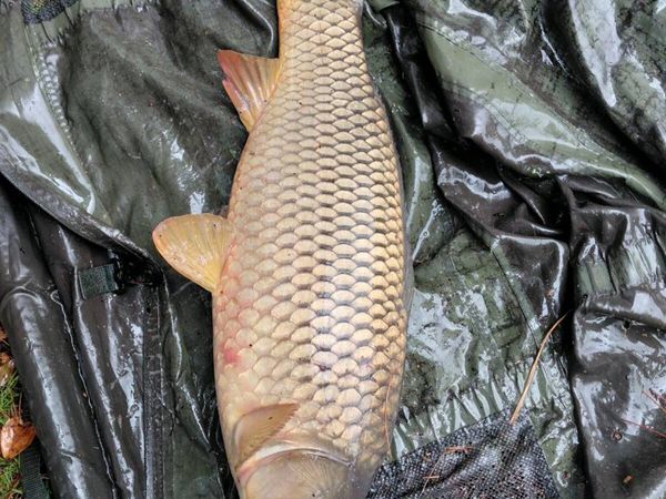Carp - Main image
