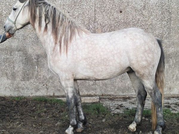 Connemara / ISH - Main image
