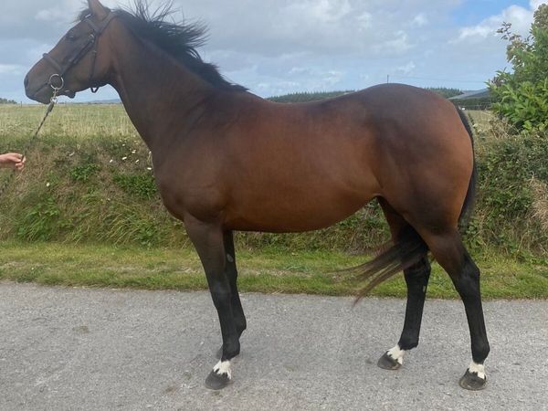 6 year old tb mare - Main image
