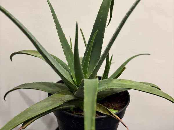 home plants - Main image