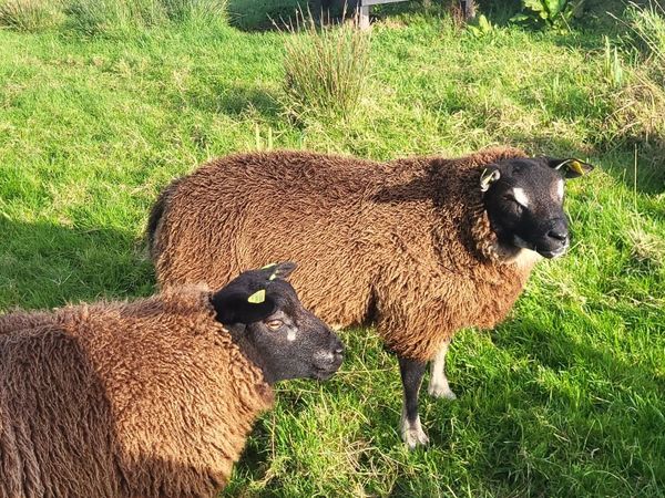 Badger faced texel (Dassenkop) lambs, Blue Texel - Main image