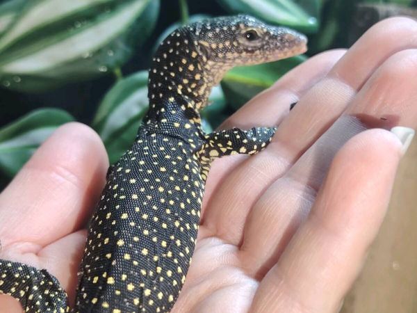 Mangrove Monitors Lizard - Main image