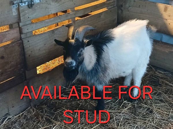 Male pygmy goat for stud service - Main image