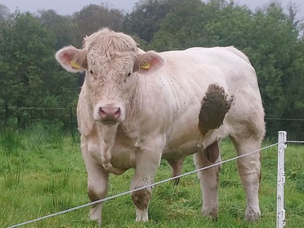 FISTON CHAROLAIS BULL - Main image