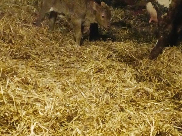 Accommodation for cattle - Main image