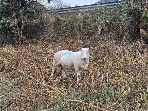 Cheviot sis ram for sale - Main image