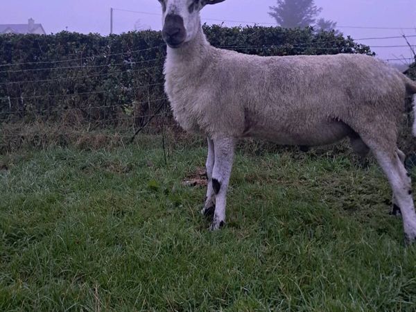 Blue leicester Shearling ram - Main image