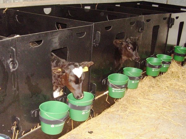 Plastic Calf Pens - Main image
